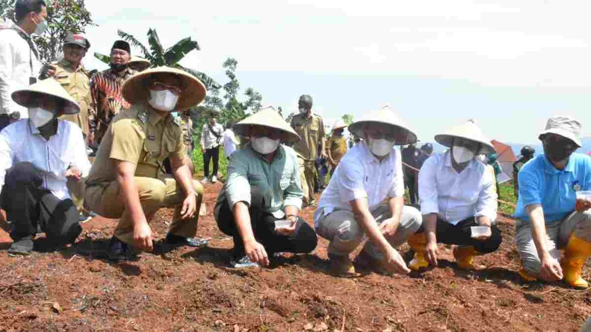 Kemenkop UKM Kembangkan Kacang Koro Pedang Seluas 866 Hektare di Sumedang