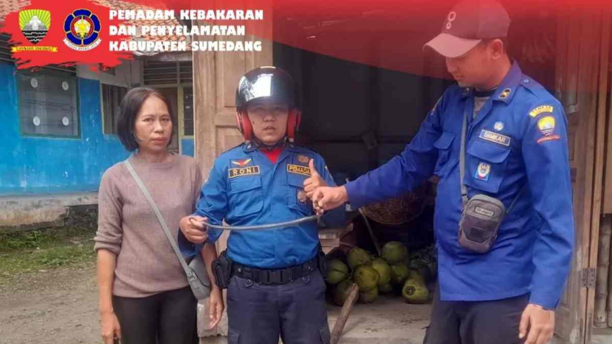 Ular Kobra Nyelonong Masuk Ruko Buah-buahan di Buahdua Sumedang, Bikin Heboh Pedagang