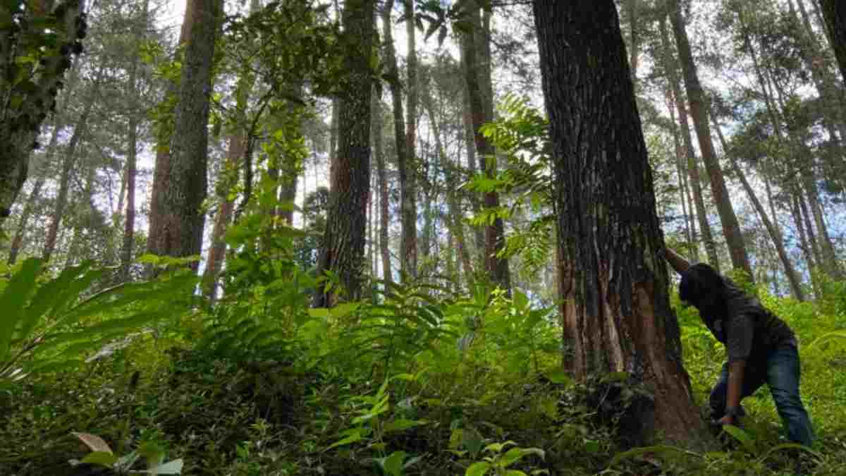 Digantung BBKSDA Jabar, Ratusan Penyadap Getah Pinus di Sumedang Nganggur