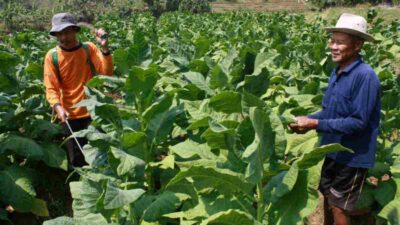 Pemkab Sumedang Bakal Kucurkan BLT untuk Petani Tembakau