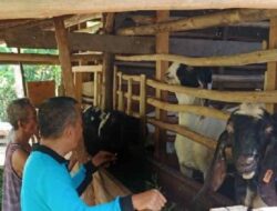 Petani Tembakau di Sumedang Dapat Bantuan Modal untuk Beternak dari DBH CHT