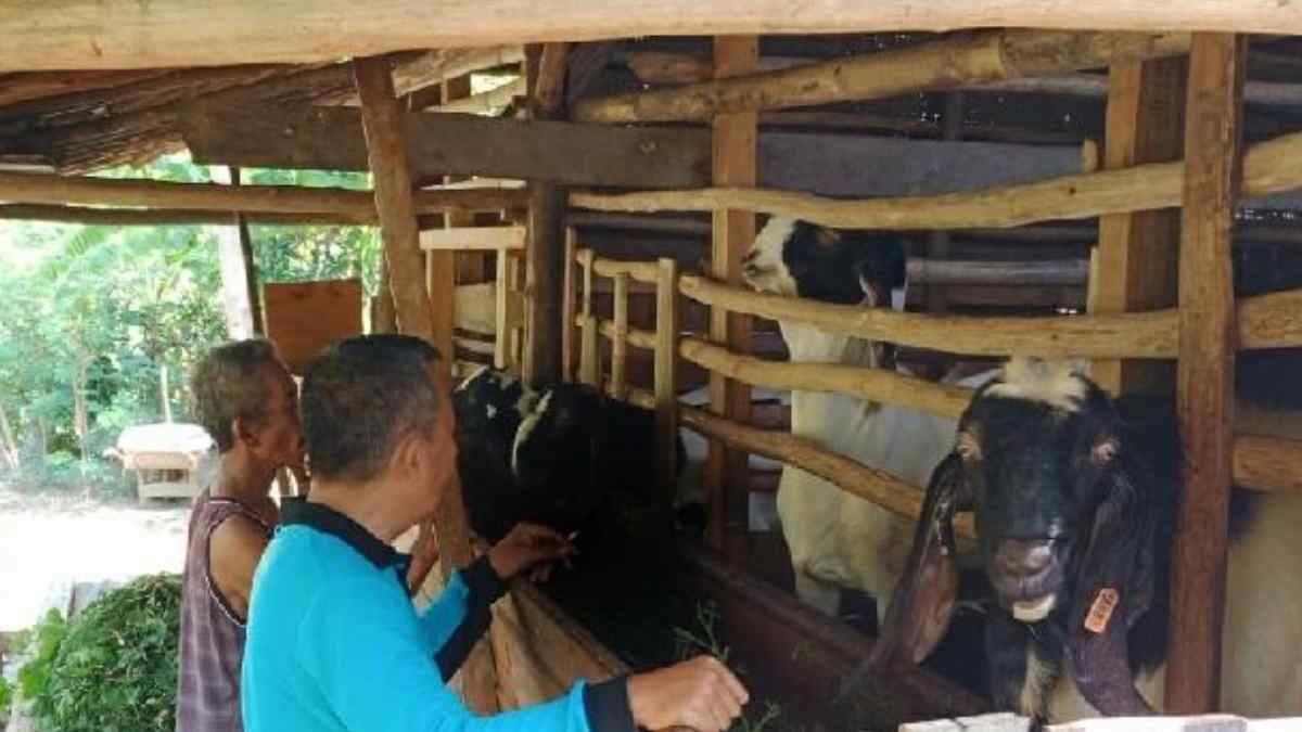 Petani Tembakau di Sumedang Dapat Bantuan Modal untuk Beternak dari DBH CHT