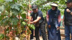 Ada Wisata Kebun Anggur di Desa Mekar Rahayu Sumedang