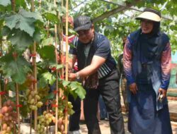 Destinasi Wisata Baru di Sumedang: Kebun Anggur di Mekar Rahayu