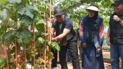 Ada Wisata Kebun Anggur di Desa Mekar Rahayu Sumedang