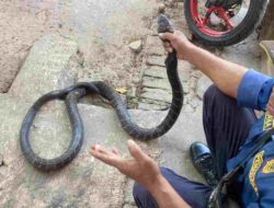 Geger, King Kobra Masuk ke Rumah Warga Darmaraja Sumedang