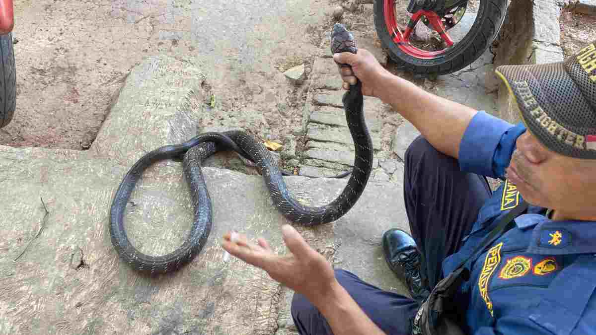 King Kobra Masuk ke Rumah Warga Darmaraja Sumedang