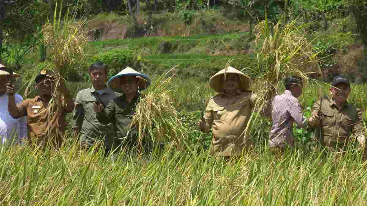 Melihat Serunya Panen Raya Padi Organik di Desa Cikurubuk Sumedang