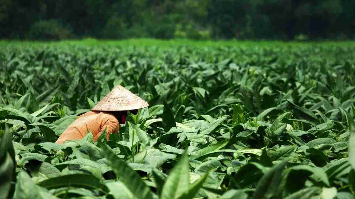 Petani dan Buruh Tembakau di Sumedang Jadi Peserta BPJS Ketenagakerjaan