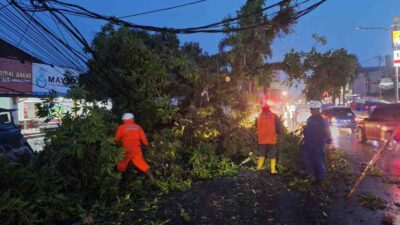 Pohon Tumbang di Tepan Mayasi Sumedang, Lalu Lintas Terganggu